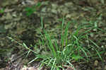 Limestone meadow sedge